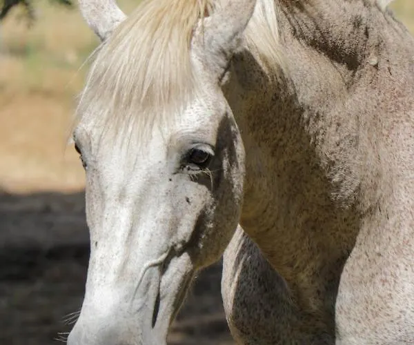 Maison 2 Villa Porto-Vecchio (Corsica)